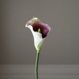 Purple Calla Lily Flower