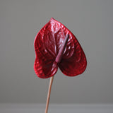 Red Anthurium Flower