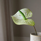 Green Anthurium Flower