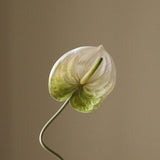 Light Green Anthurium Flower