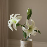 White Small Lily Flower