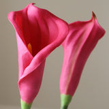 Dark Pink Calla Lily Flower
