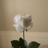 White Premium Longstem Rose