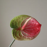 Pink Anthurium Flower