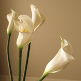 White Calla Lily Flower