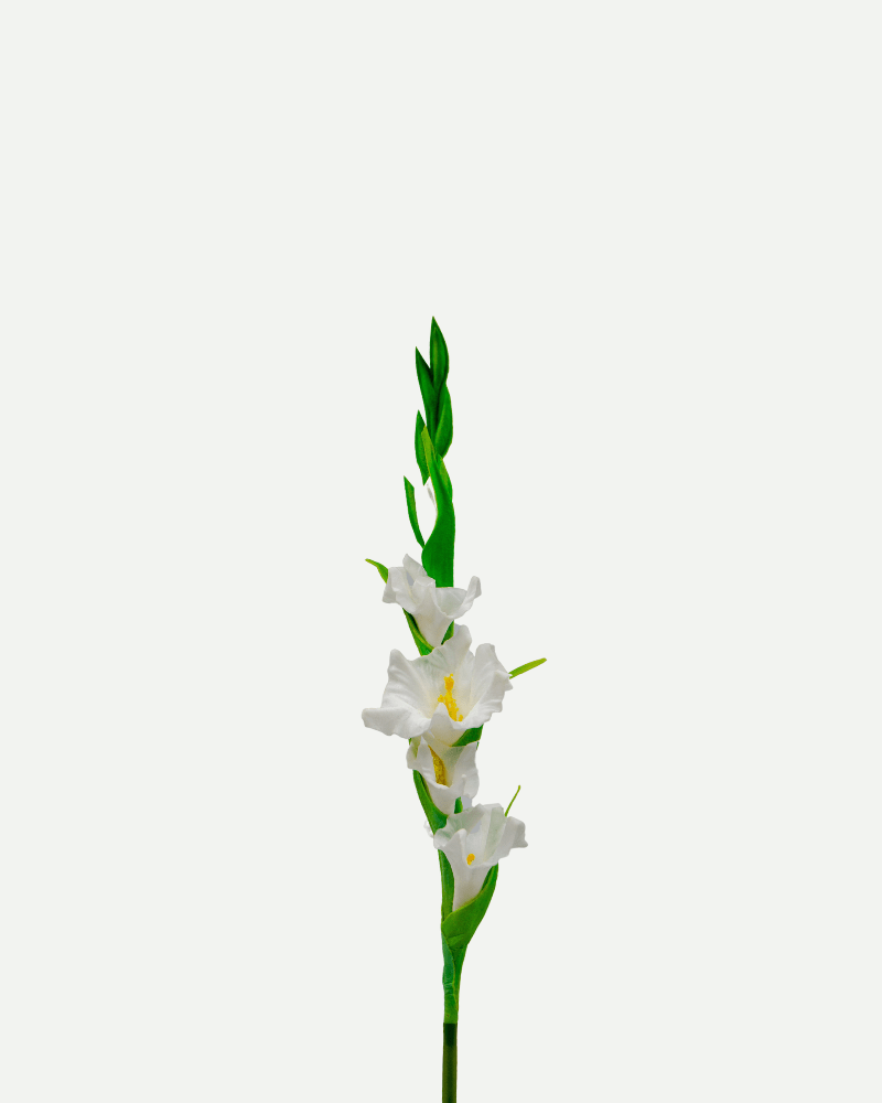 Gladiolus Flower in White from Botané