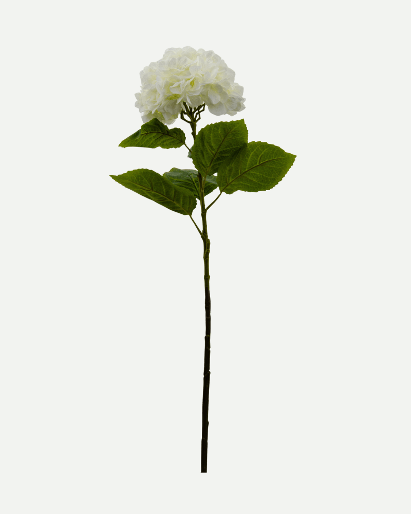 Large Hydrangea Flower in White from Botané