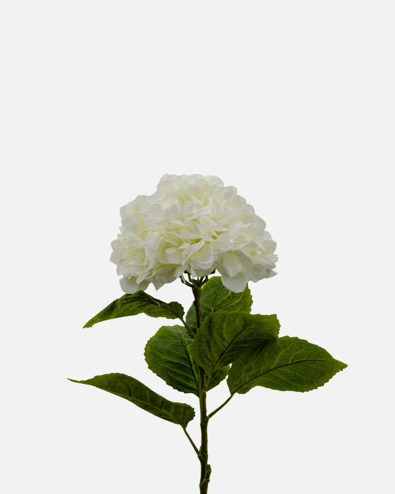 Large Hydrangea Flower in White from Botané