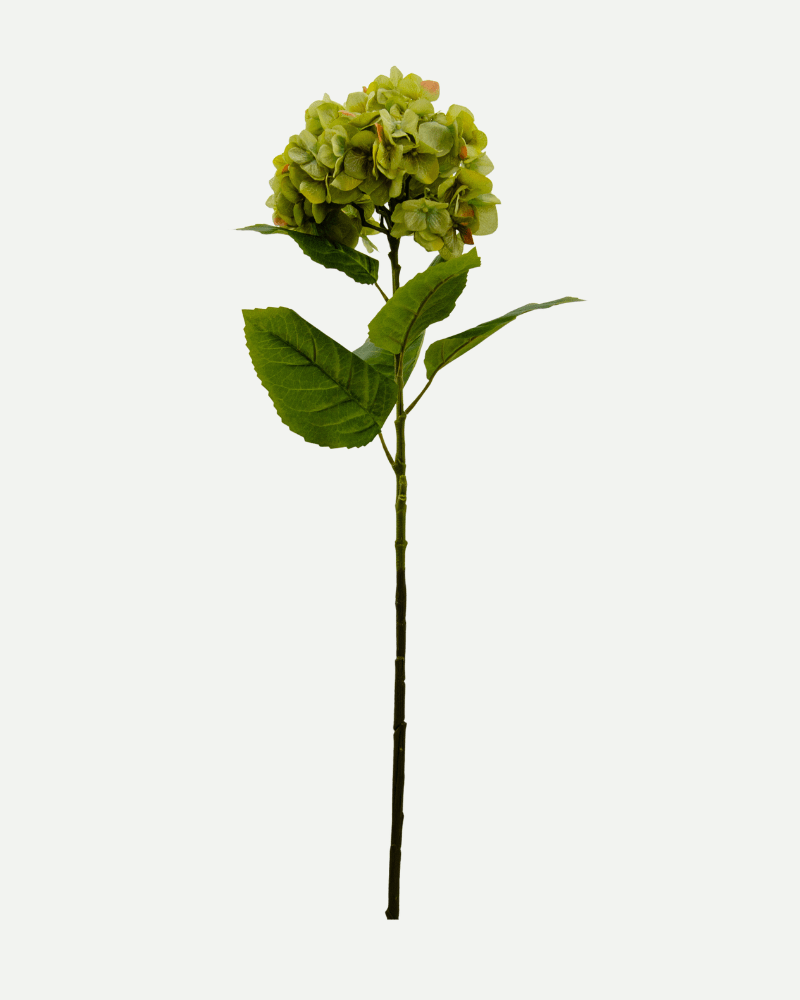 Large Hydrangea Flower in Green from Botané