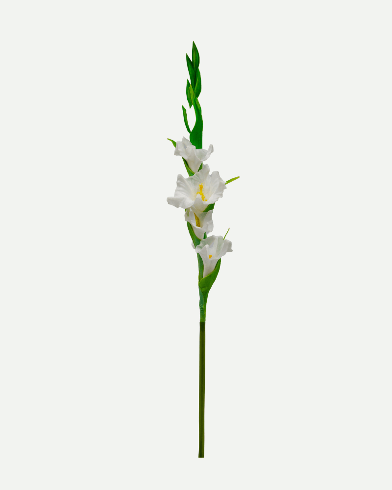 Gladiolus Flower in White from Botané